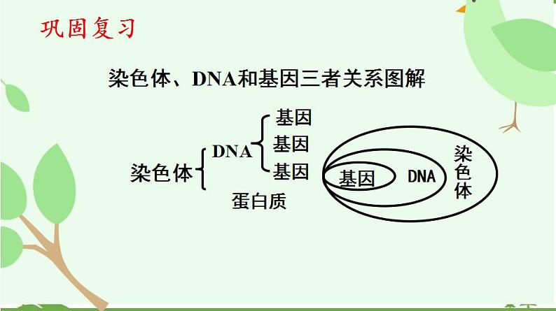 22.1 生物的遗传第2课时（课件）-2020-2021学年八年级下册生物同步精品课堂（苏科版）（共47张PPT）05