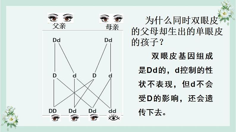 22.1 生物的遗传第3课时（课件）-2020-2021学年八年级下册生物同步精品课堂（苏科版）（共27张PPT）05