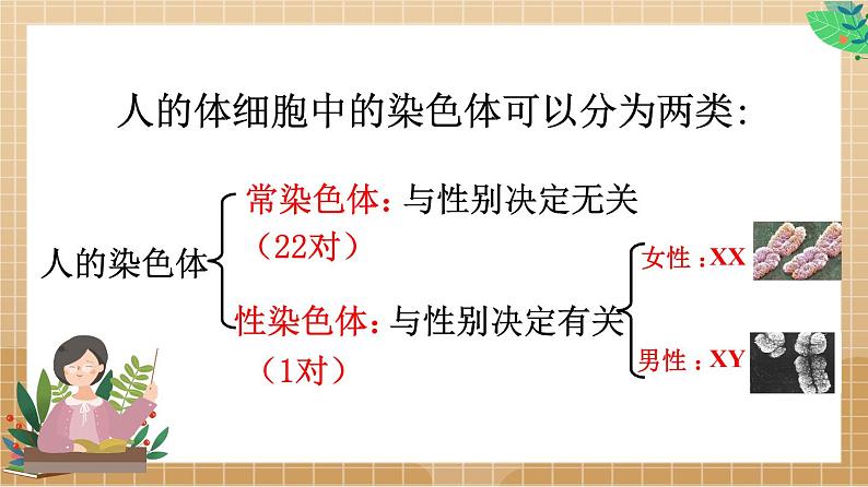 22.2 生物的变异第1课时（课件）-2020-2021学年八年级下册生物同步精品课堂（苏科版）（共39张PPT）03