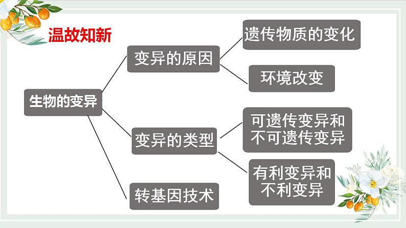 22.2 生物的变异第2课时（课件）-2020-2021学年八年级下册生物同步精品课堂（苏科版）（共40张PPT）02