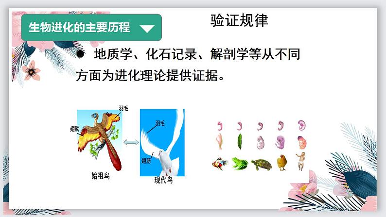 23.2 生物进化的历程第2课时（课件）-2020-2021学年八年级下册生物同步精品课堂（苏科版）（共31张PPT）08