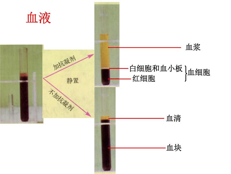 北京版生物七年级下册《人体内的物质运输》课件PPT02