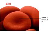 北京版生物七年级下册《人体内的物质运输》课件PPT