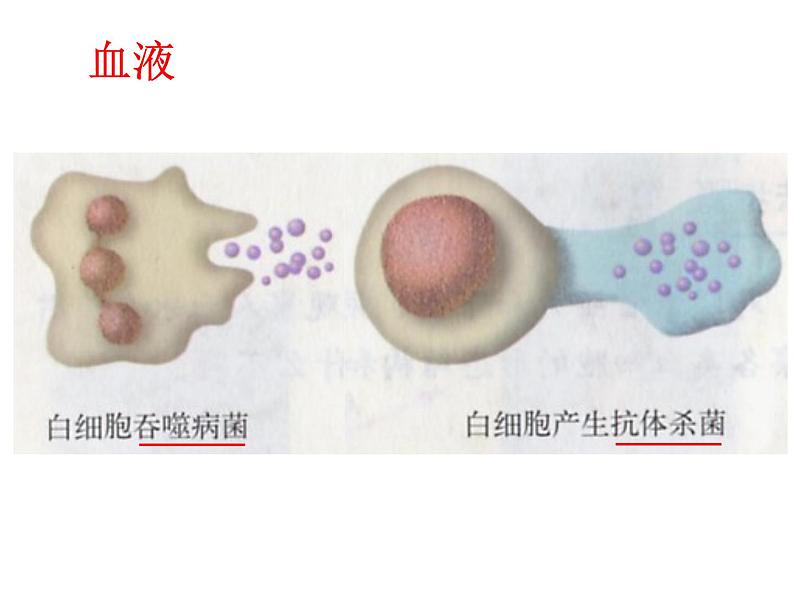 北京版生物七年级下册《人体内的物质运输》课件PPT05