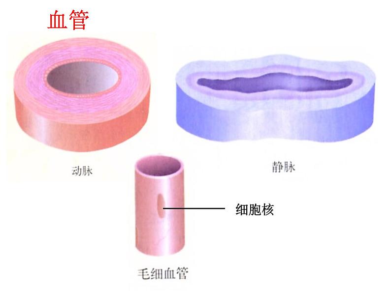 北京版生物七年级下册《人体内的物质运输》课件PPT07