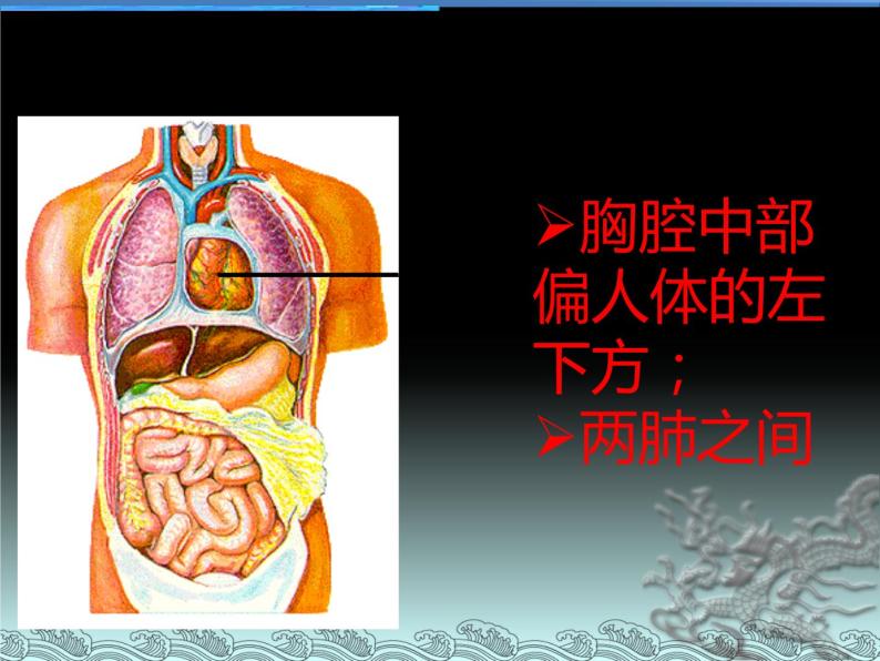 人体内的物质运输PPT课件免费下载02