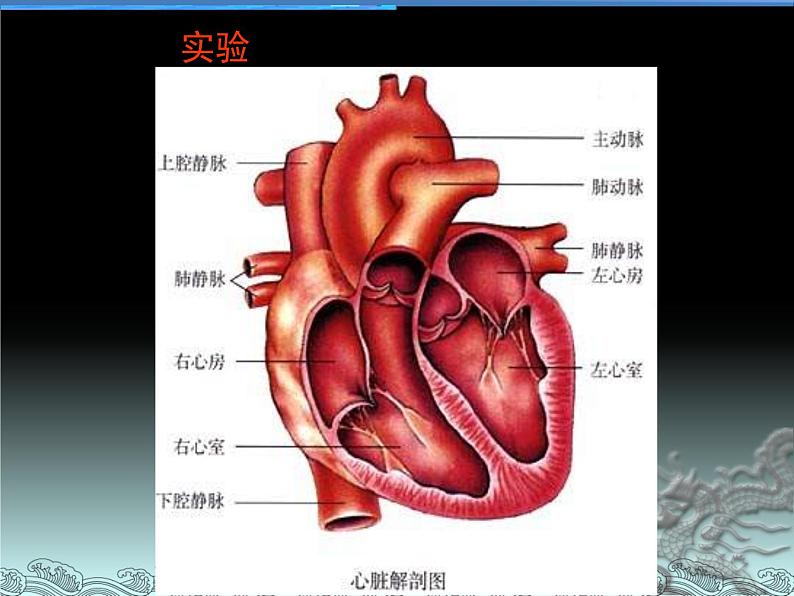 北京版生物七年级下册《人体内的物质运输》——血液循环 课件 PPT第5页