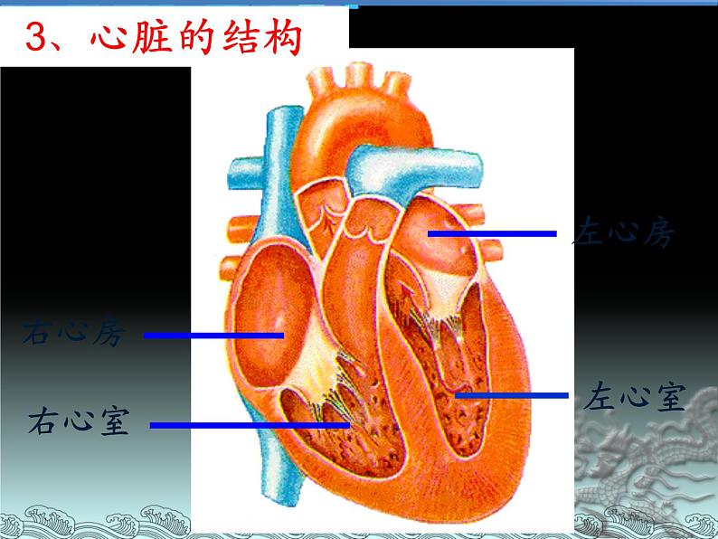 北京版生物七年级下册《人体内的物质运输》——血液循环 课件 PPT第6页