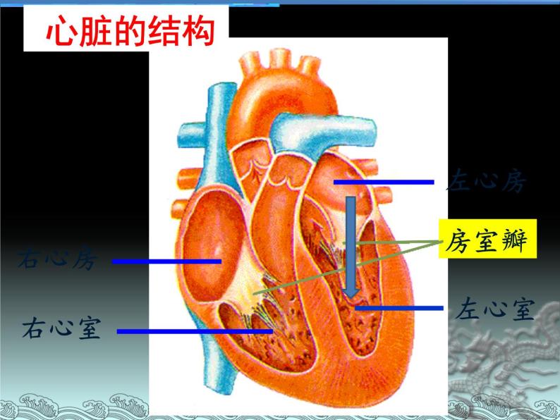 人体内的物质运输PPT课件免费下载07