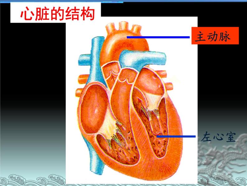 人体内的物质运输PPT课件免费下载08