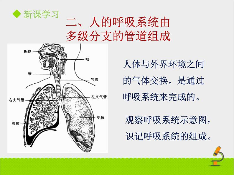 北京版生物七年级下册《人的呼吸》课件PPT第一课时第7页