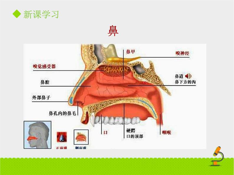 北京版生物七年级下册《人的呼吸》课件PPT第一课时第8页