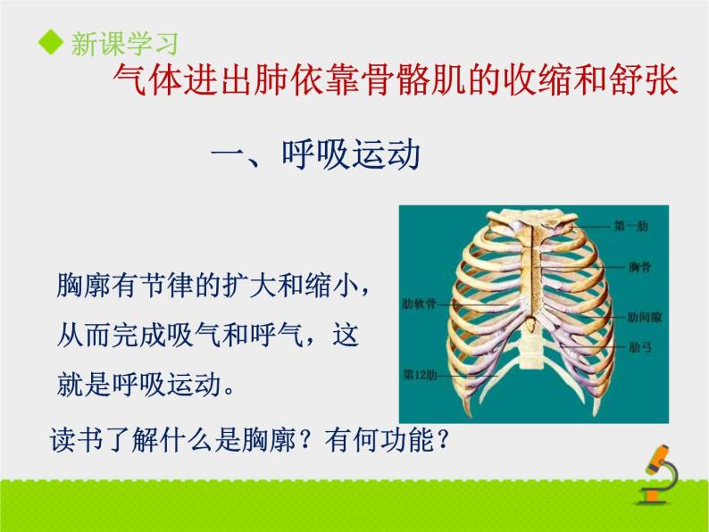 北京版生物七年级下册《人的呼吸》课件PPT第二课时04