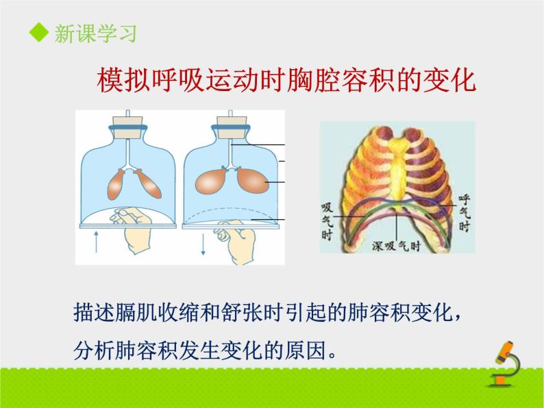 北京版生物七年级下册《人的呼吸》课件PPT第二课时05