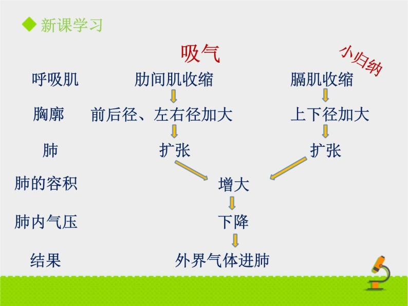 北京版生物七年级下册《人的呼吸》课件PPT第二课时06