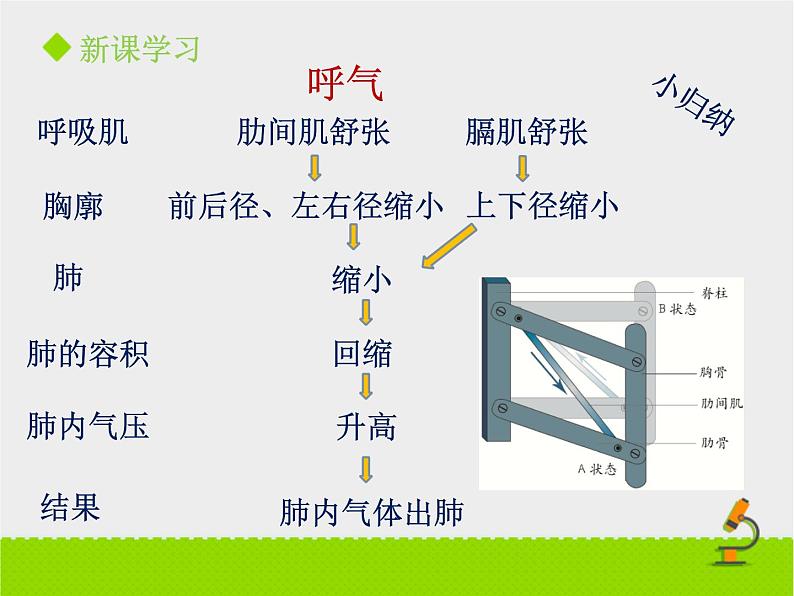 北京版生物七年级下册《人的呼吸》课件PPT第二课时07