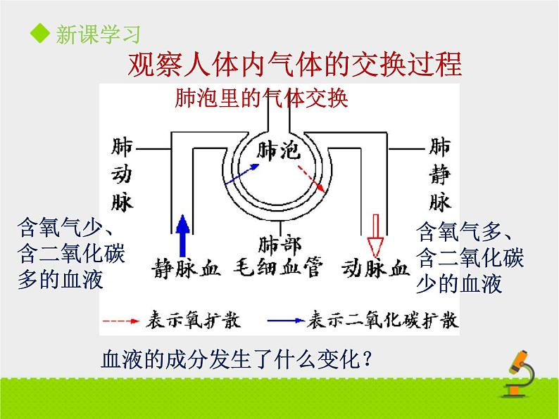 北京版生物七年级下册《人的呼吸》课件PPT第三课时第5页