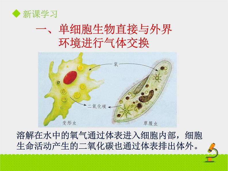 北京版生物七年级下册《其他生物的呼吸》课件PPT第一课时第4页