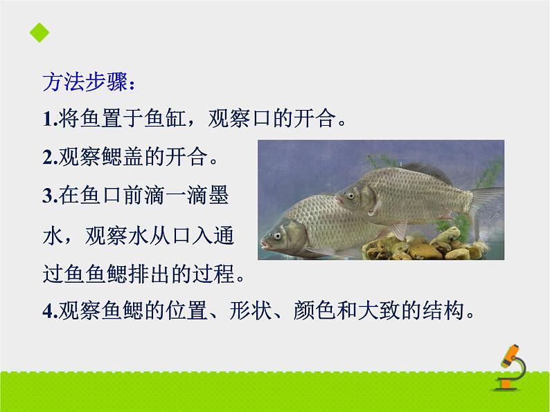 北京版生物七年级下册《其他生物的呼吸》课件PPT第一课时第6页