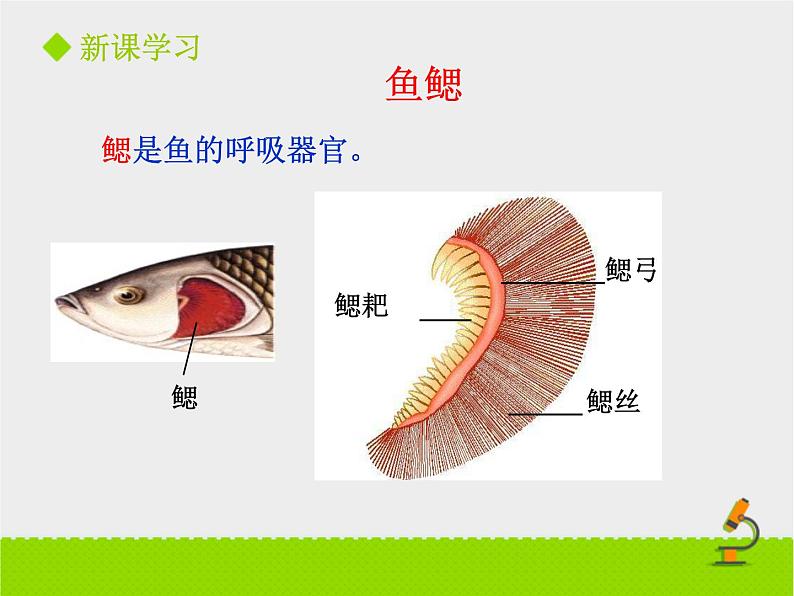 北京版生物七年级下册《其他生物的呼吸》课件PPT第一课时第8页