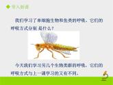 北京版生物七年级下册《其他生物的呼吸》课件PPT第二课时