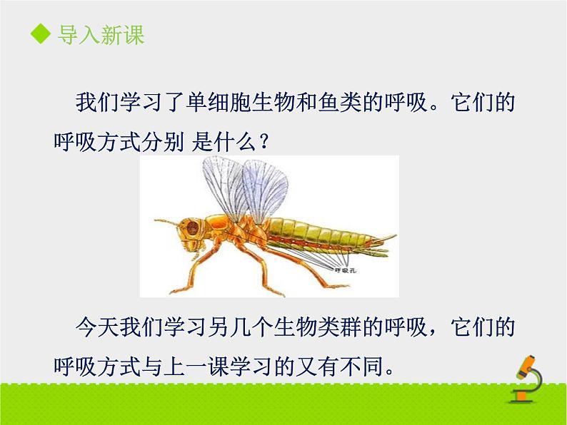 北京版生物七年级下册《其他生物的呼吸》课件PPT第二课时03