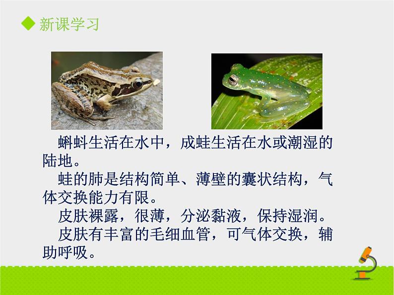 北京版生物七年级下册《其他生物的呼吸》课件PPT第二课时05