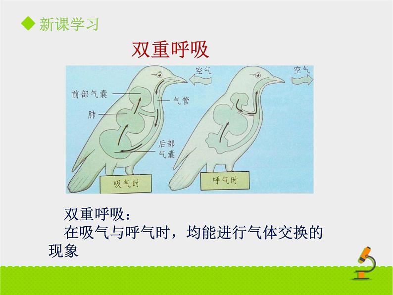 北京版生物七年级下册《其他生物的呼吸》课件PPT第二课时08