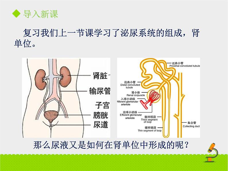 北京版生物七年级下册《尿液的形成和排出》课件PPT第二课时03