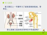 北京版生物七年级下册《尿液的形成和排出》课件PPT第二课时
