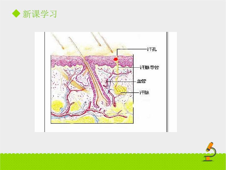 北京版生物七年级下册《汗液的排出》课件PPT第5页