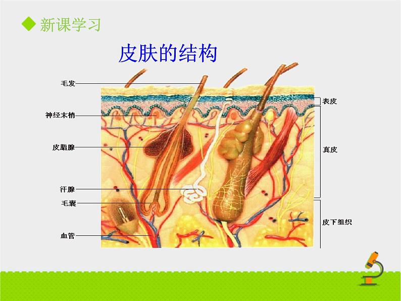 北京版生物七年级下册《汗液的排出》课件PPT第6页