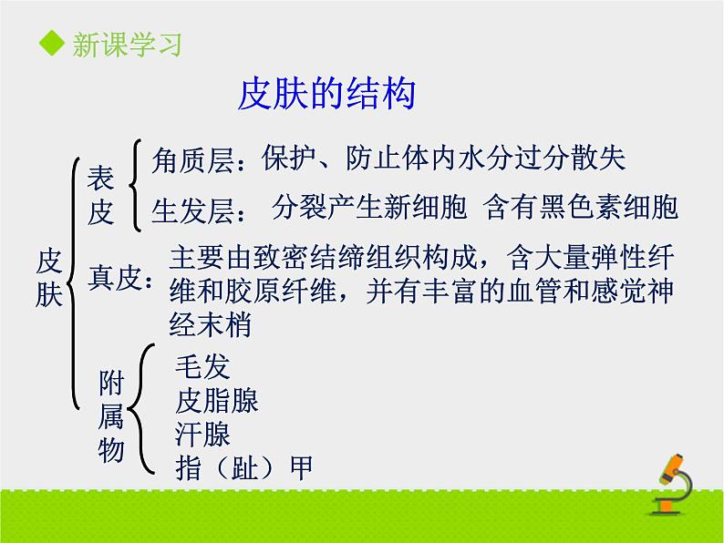 北京版生物七年级下册《汗液的排出》课件PPT第8页