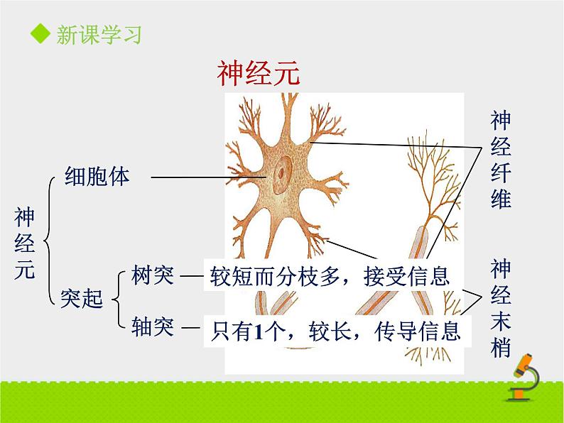 神经系统的组成PPT课件免费下载05