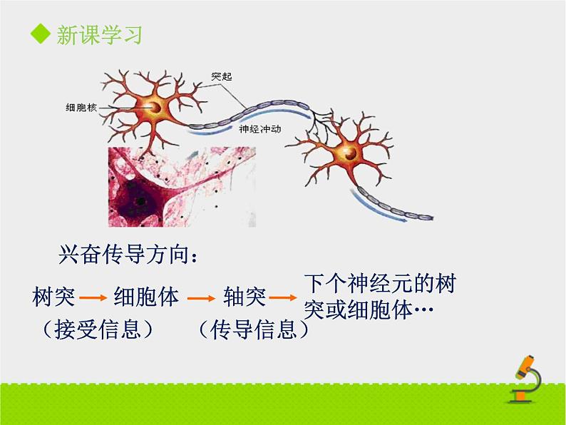 神经系统的组成PPT课件免费下载06