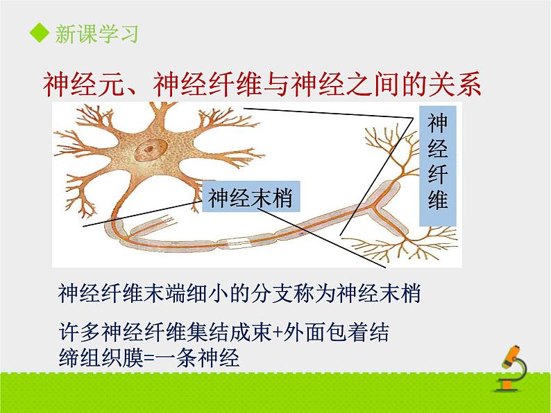 神经系统的组成PPT课件免费下载07