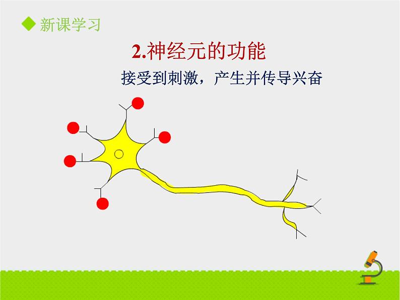 神经系统的组成PPT课件免费下载08