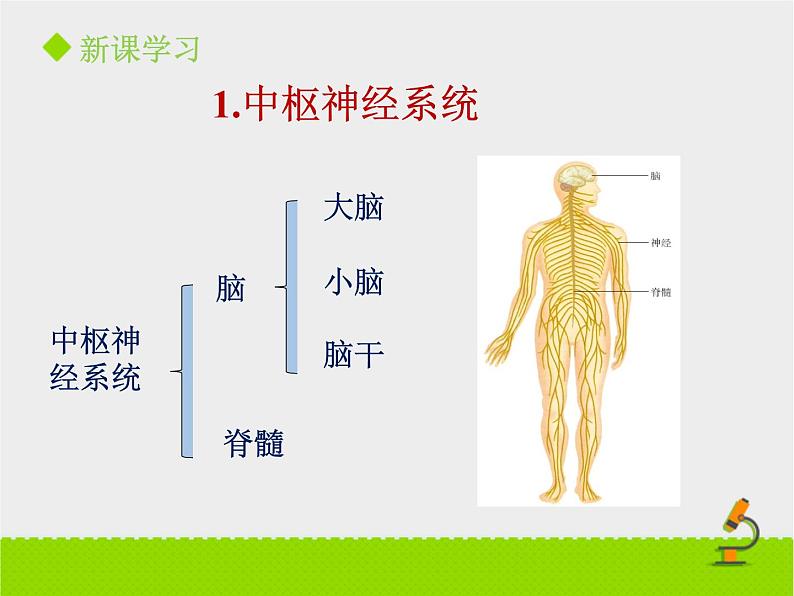 《神经系统的组成》课件PPT第二课时04