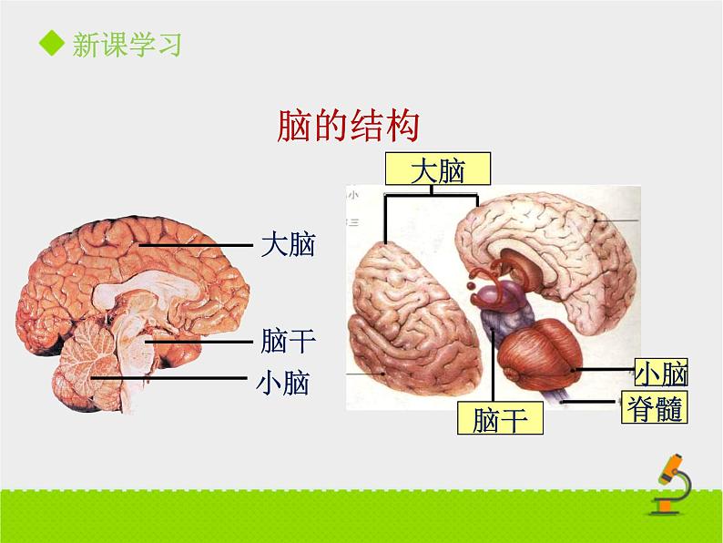 《神经系统的组成》课件PPT第二课时05