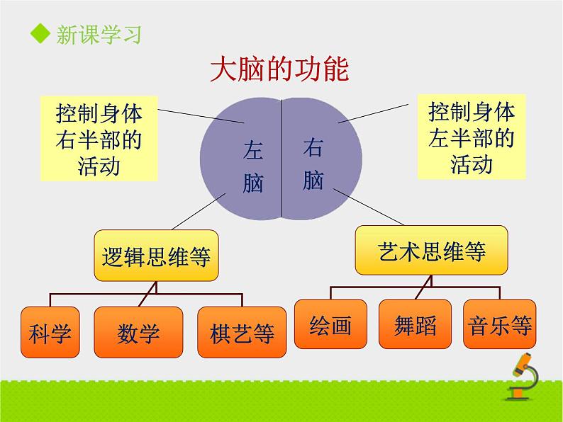 《神经系统的组成》课件PPT第二课时08