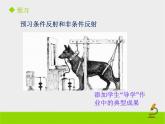 北京版生物七年级下册《神经调节的基本方式》课件PPT第二课时