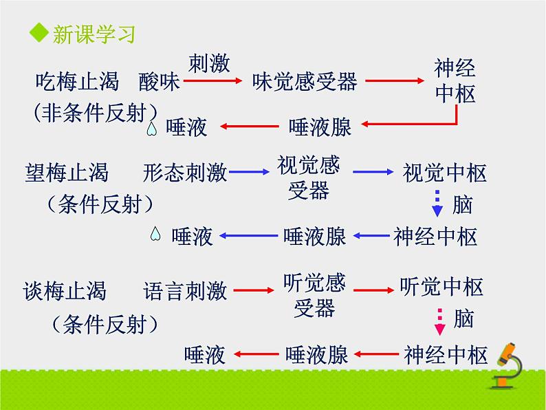 北京版生物七年级下册《神经调节的基本方式》课件PPT第二课时08