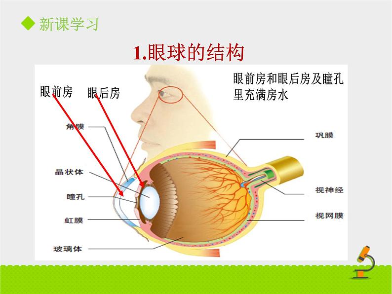 感觉和感觉器官PPT课件免费下载07