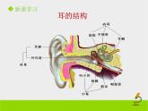 北京版生物七年级下册《感觉和感觉器官》课件PPT第二课时