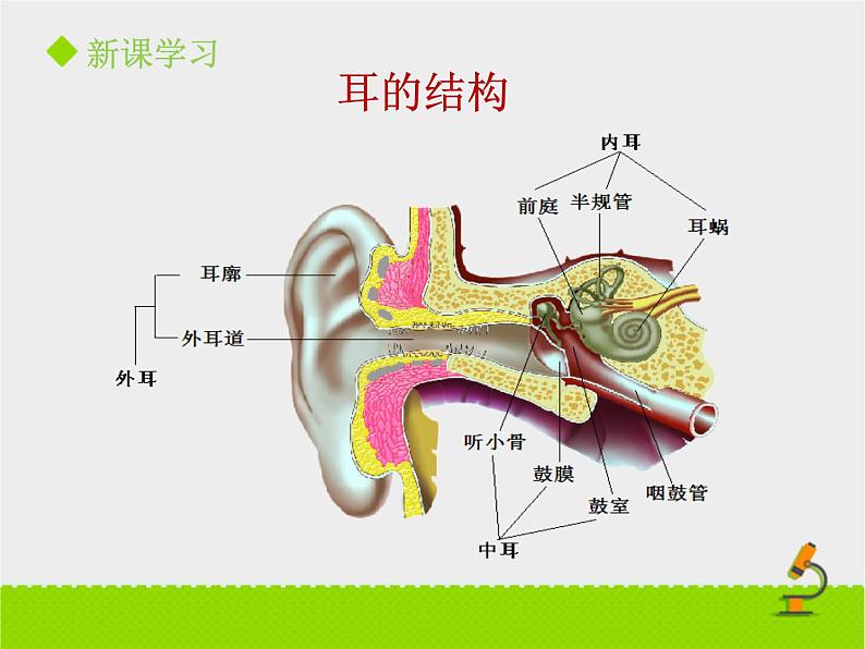 北京版生物七年级下册《感觉和感觉器官》课件PPT第二课时05