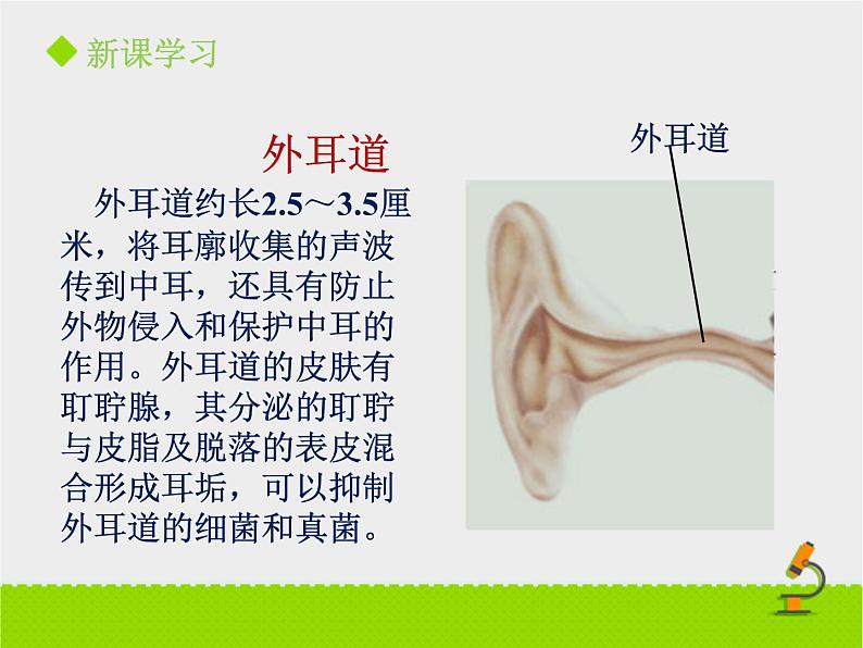 北京版生物七年级下册《感觉和感觉器官》课件PPT第二课时07