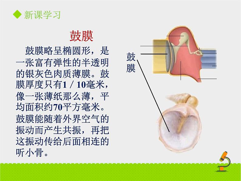 北京版生物七年级下册《感觉和感觉器官》课件PPT第二课时08