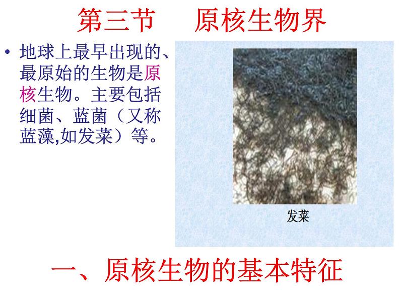 北京版生物八年级下册13.2《原核生物界》课件第1页