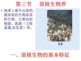 北京版生物八年级下册13.2《原核生物界》课件