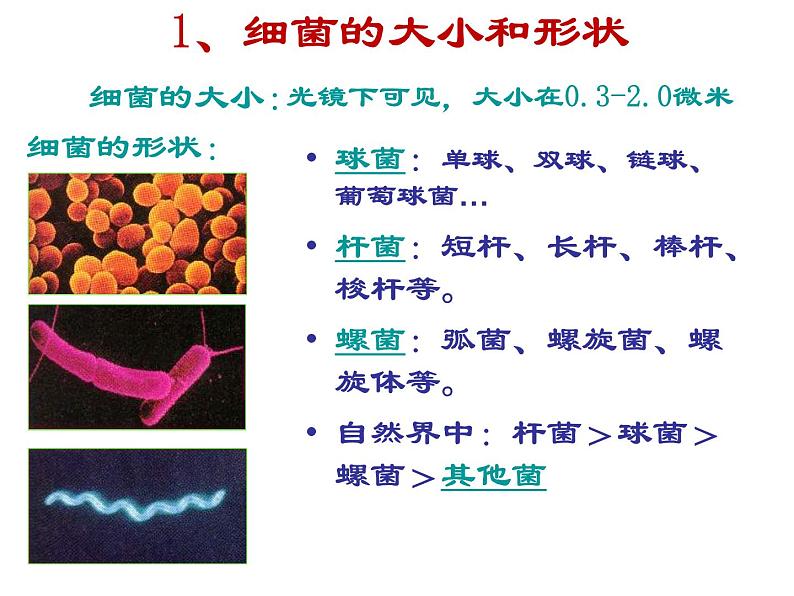 北京版生物八年级下册13.2《原核生物界》课件第2页